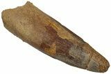 Fossil Spinosaurus Tooth - Real Dinosaur Tooth #310821-1